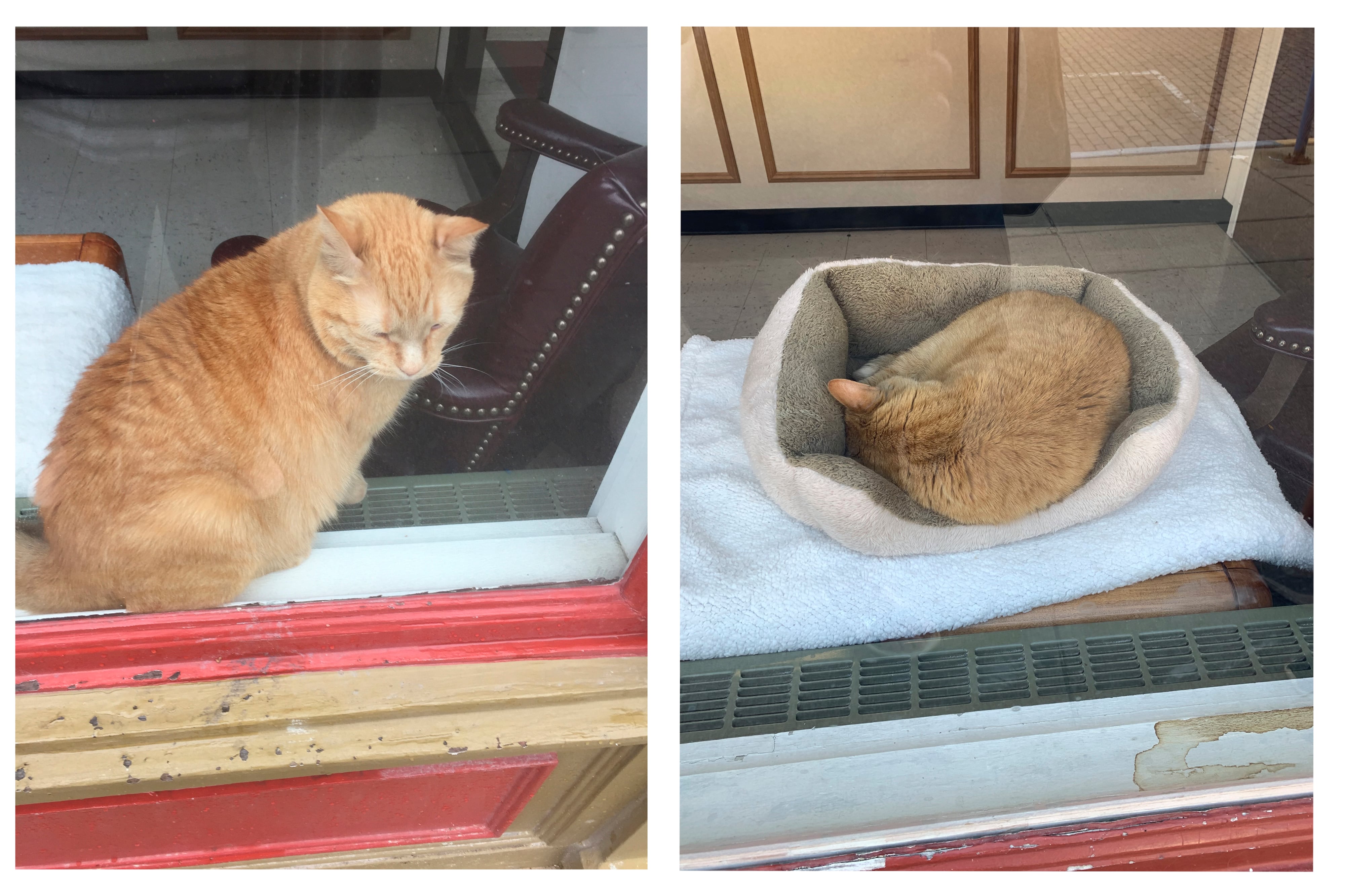 A diptych of two photographs of an orange cat sitting in the window on the left and laying down in the bed on the right.