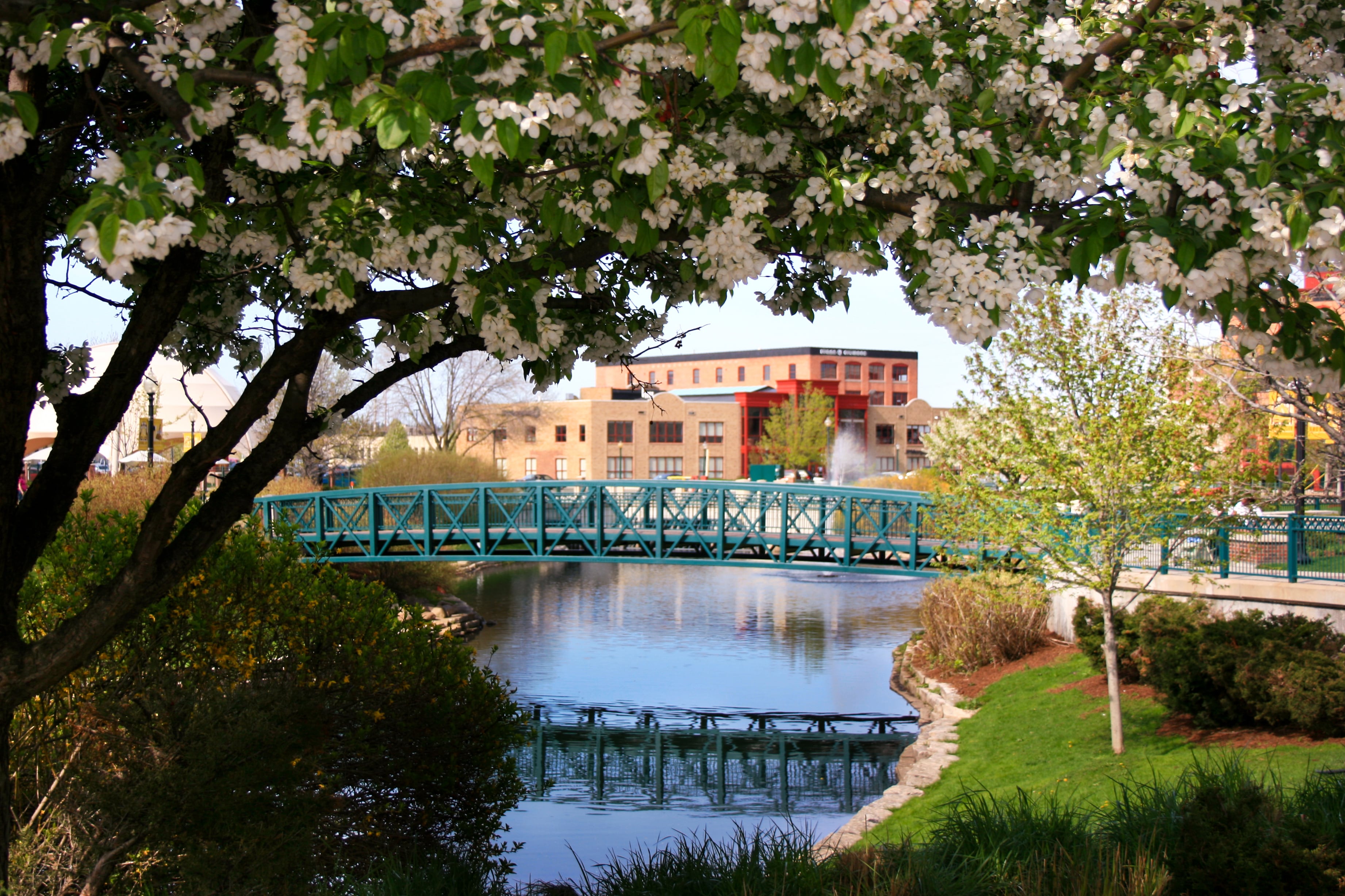 A view of a large building, a river and a bridge seen through a window made of a large, flowering tree branch.