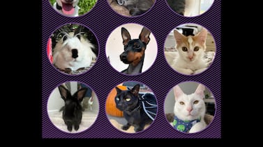 Readers picked Votebeat’s new pet mascot in a ranked choice election. Here’s how it worked.