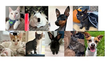 Help us with a project: Vote for Votebeat’s new pet mascot